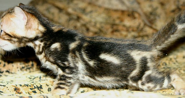 Trim Aug 9  L Side_6_1